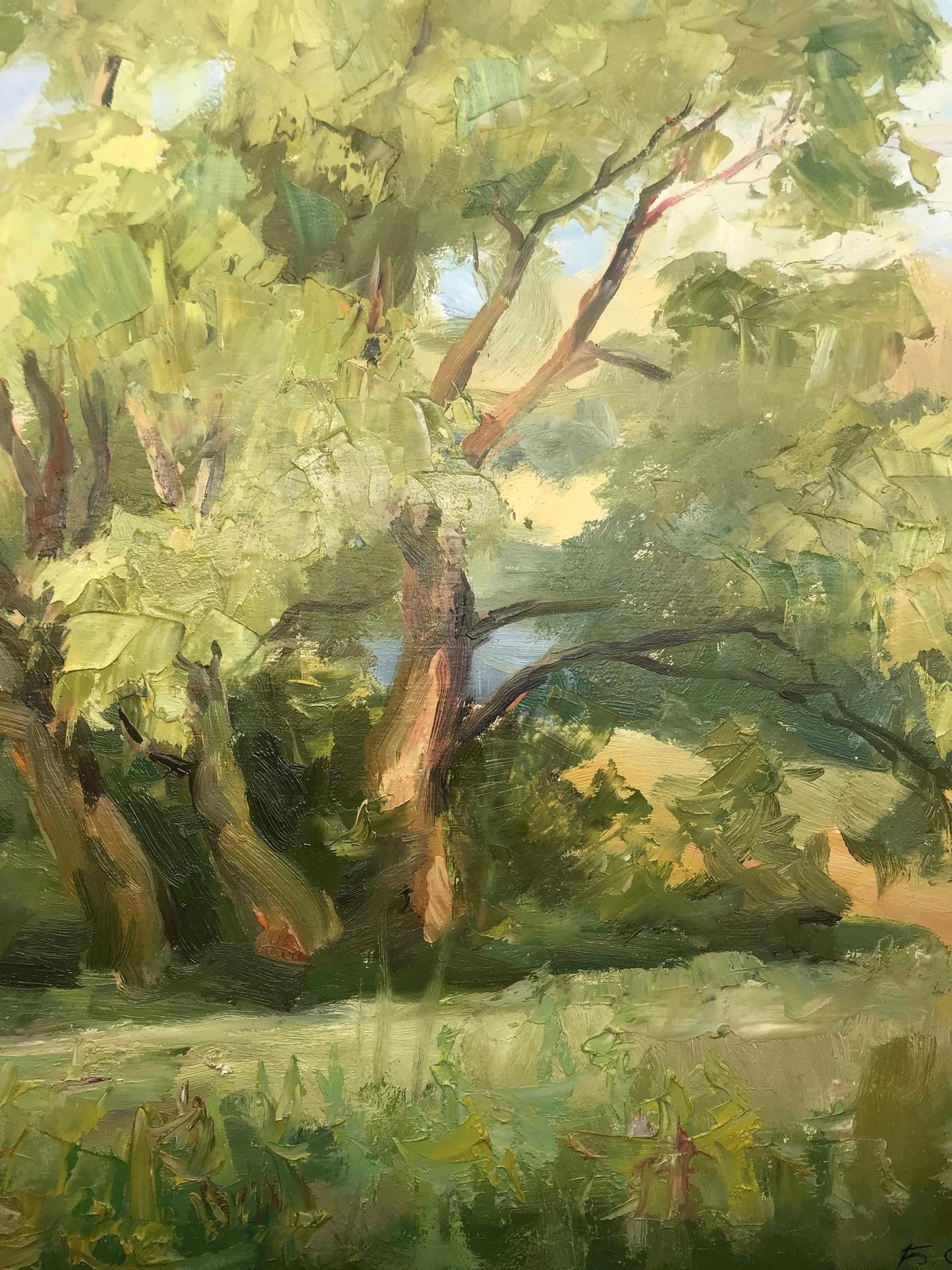 Forest landscape
