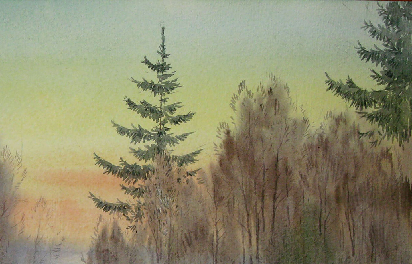 Forest Nature Landscape
