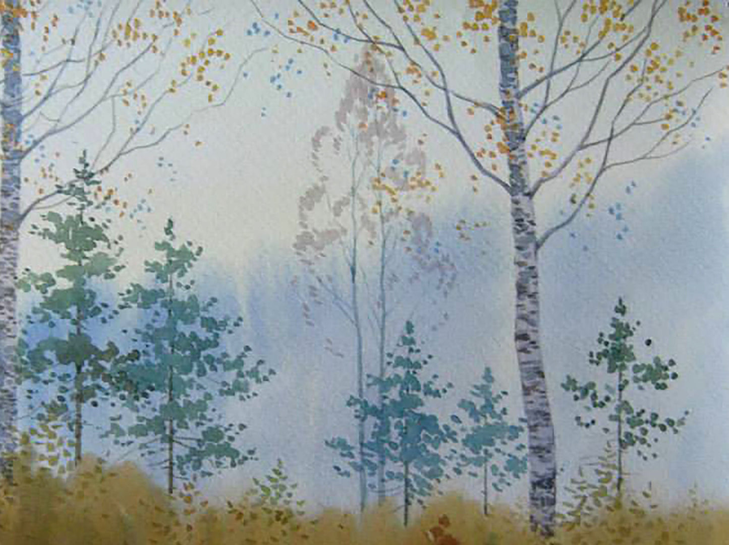 Forest Nature Landscape