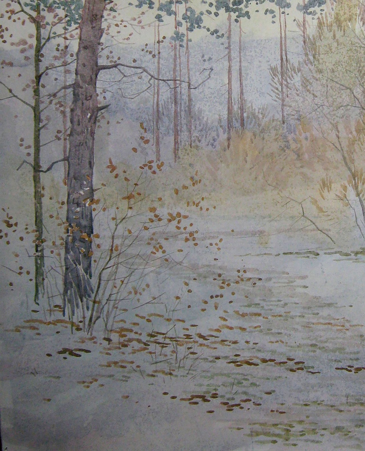 Winter Forest Nature Landscape
