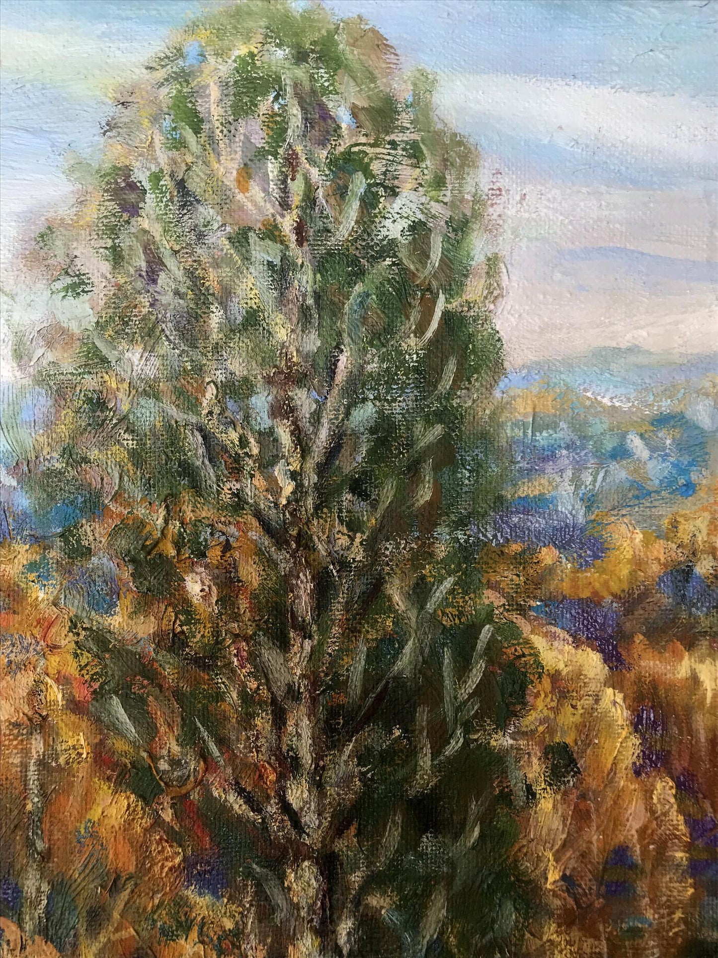Autumn Forest