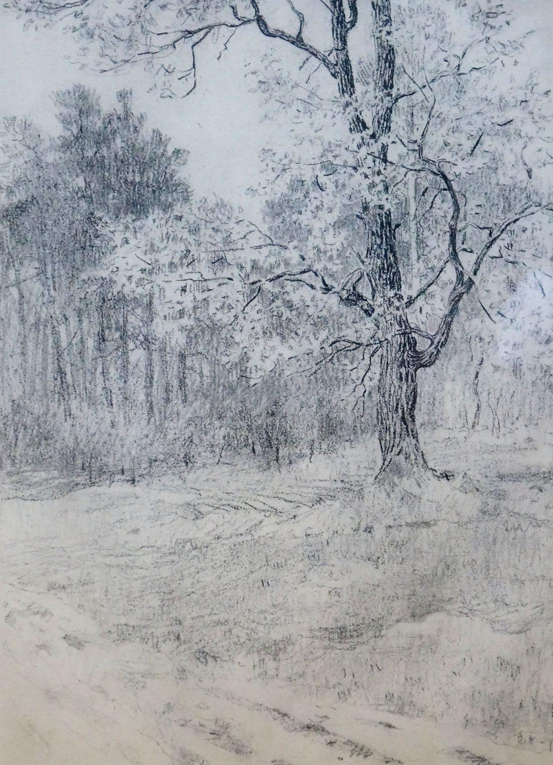 Pencil painting Forest landscape Bortnikov Nikolay Fedorovich
