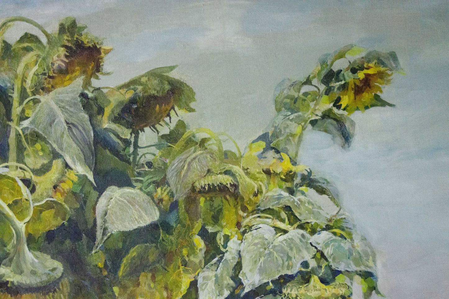 Oil painting Sunflowers are growing Sidoruk Vladimir Fedorovich