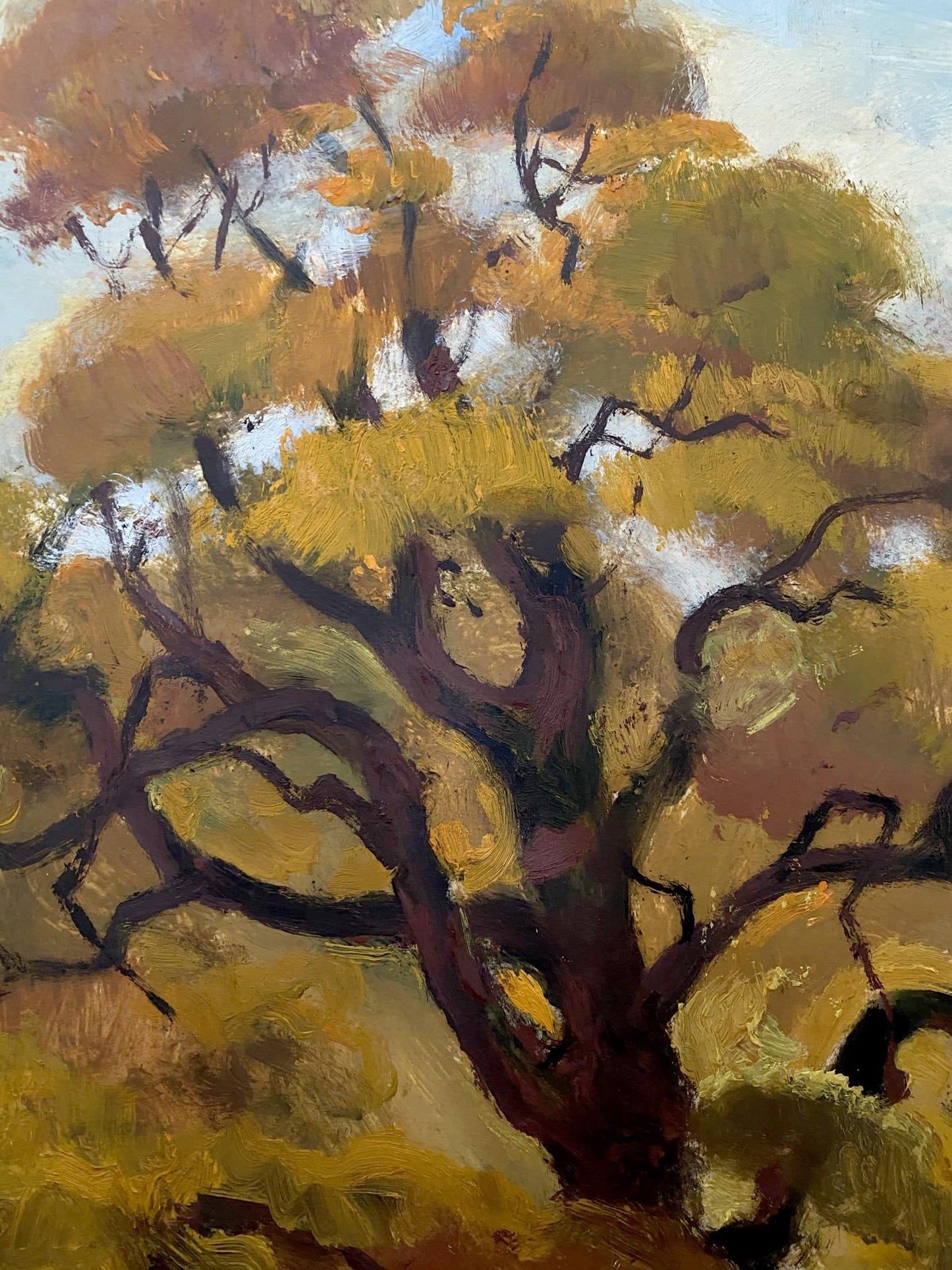 forest landscape