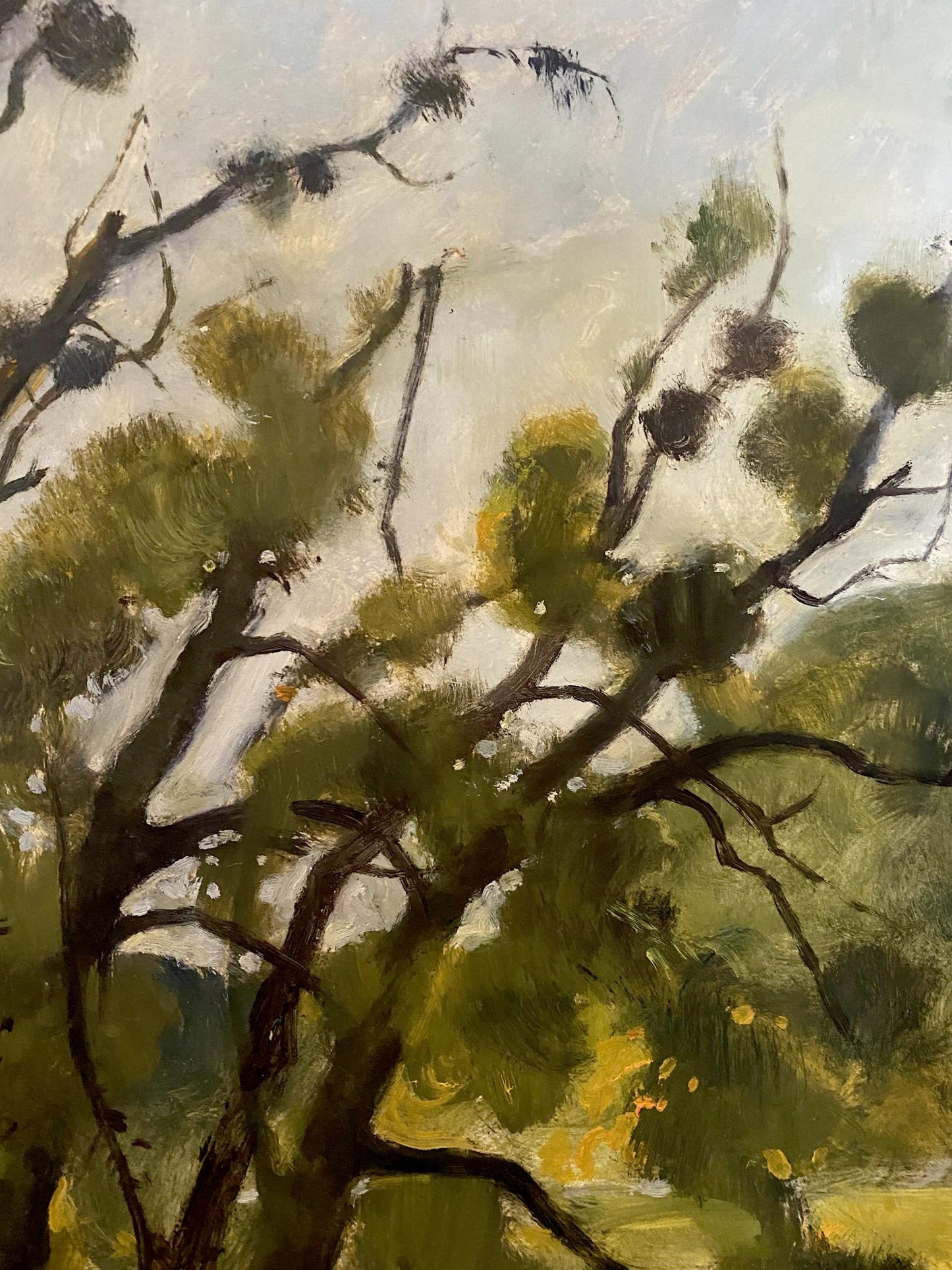 forest landscape