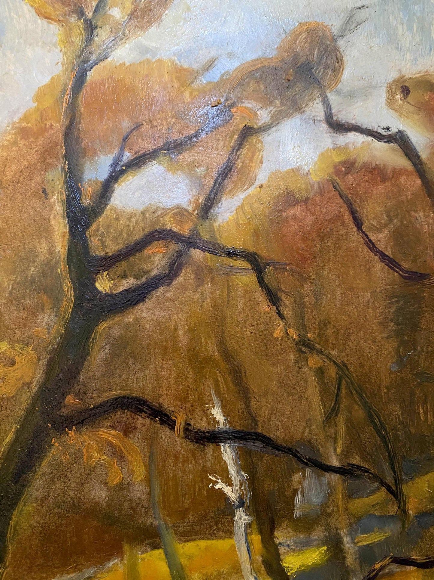 forest landscape