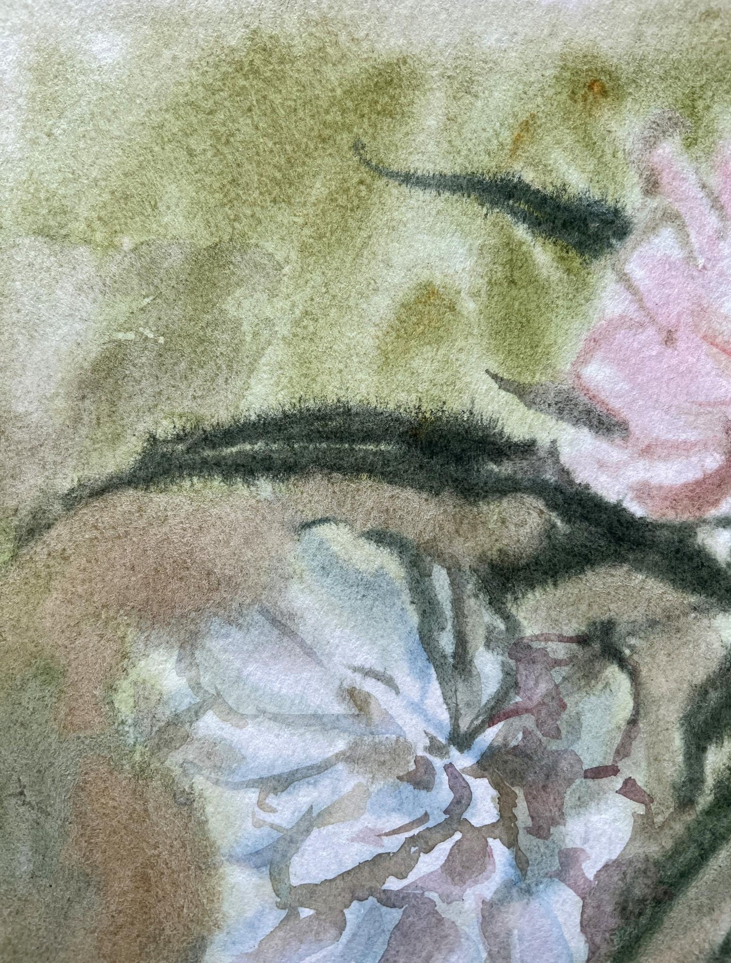 Watercolor painting Peonies