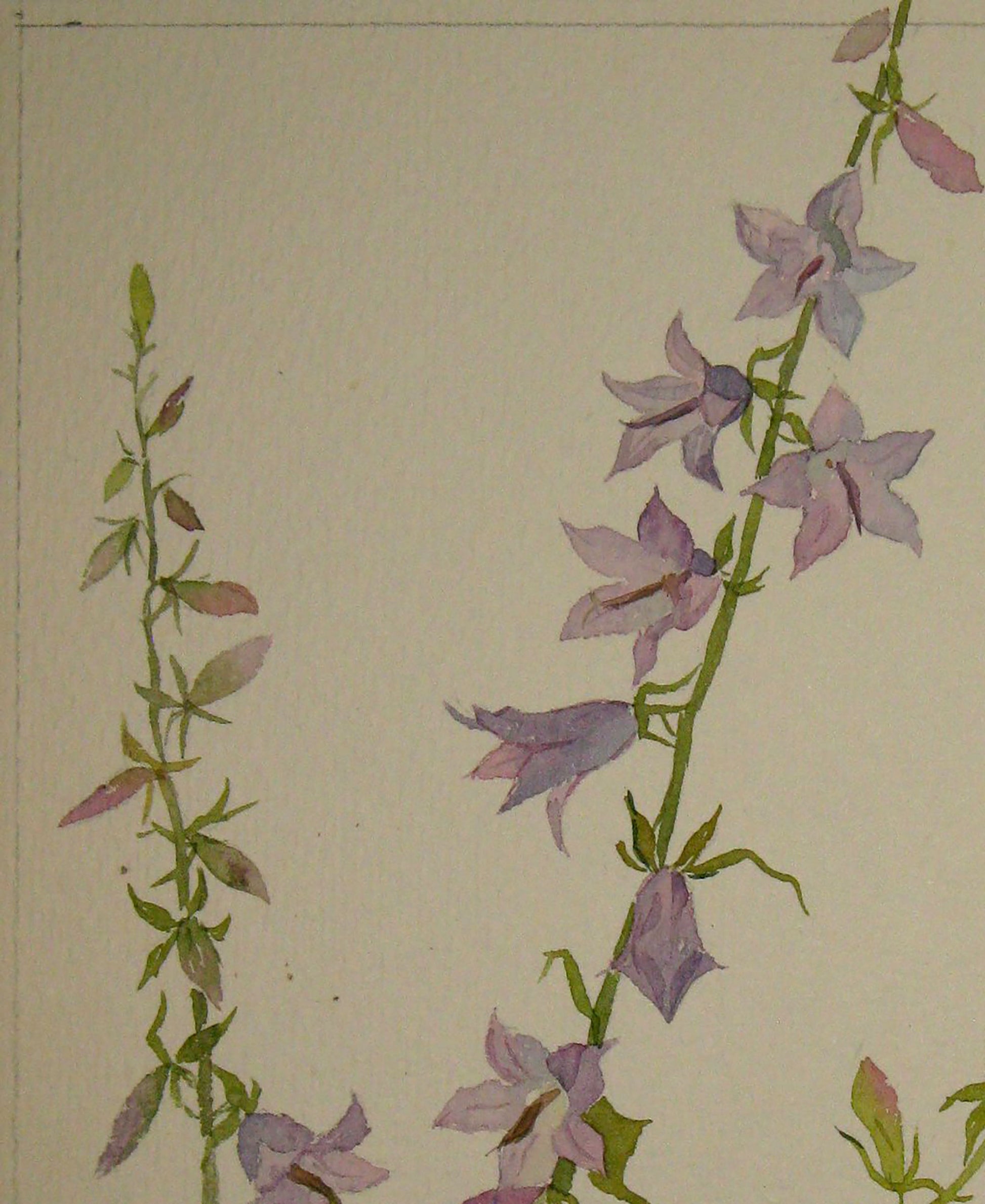 Watercolor painting Flowers  Bells Savenets Valery