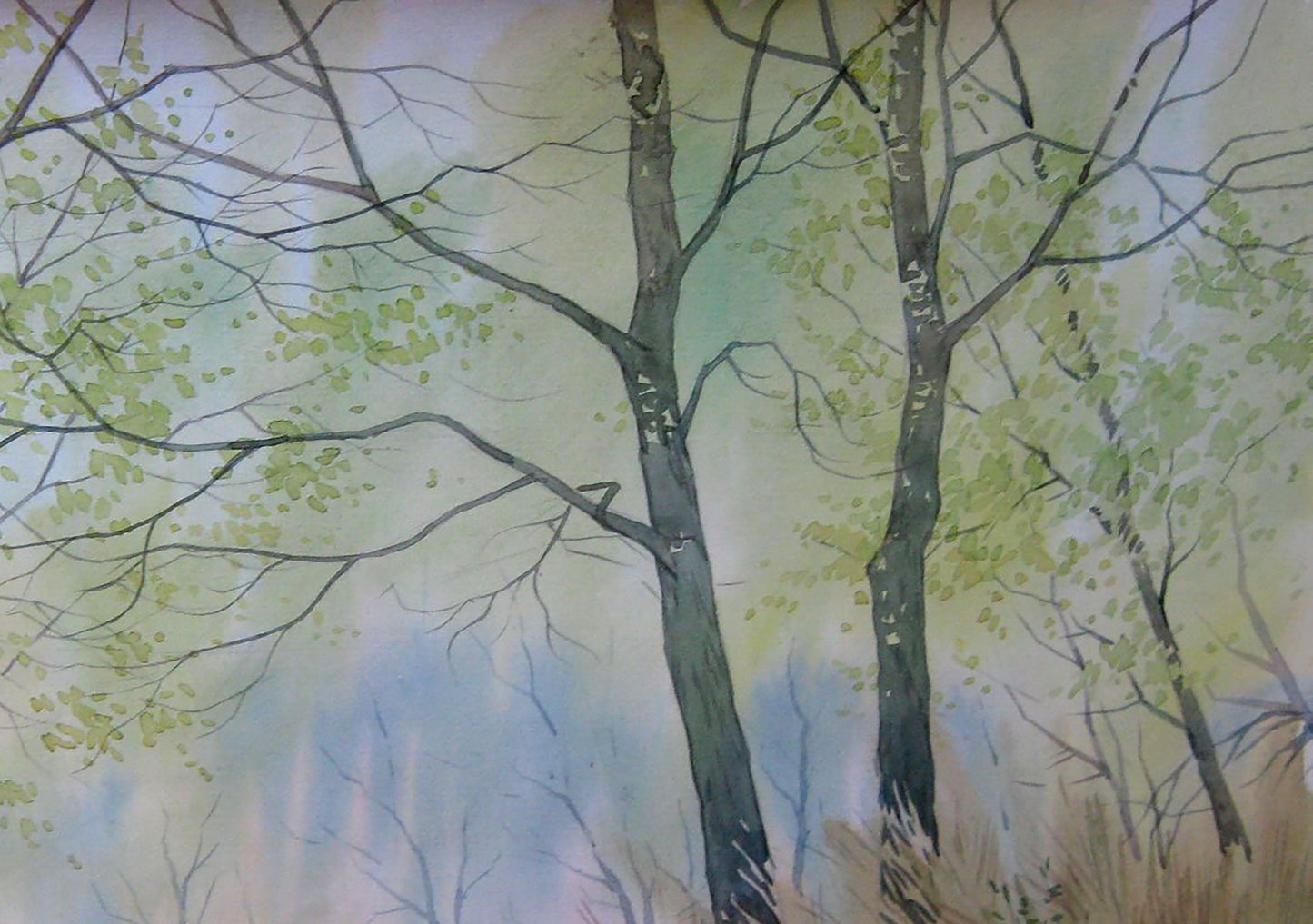 Forest Nature Landscape 