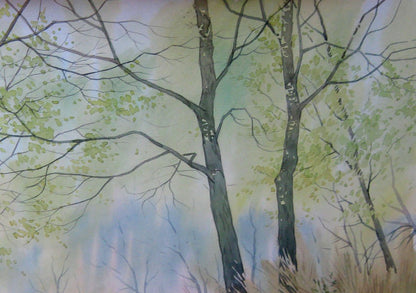 Forest Nature Landscape 