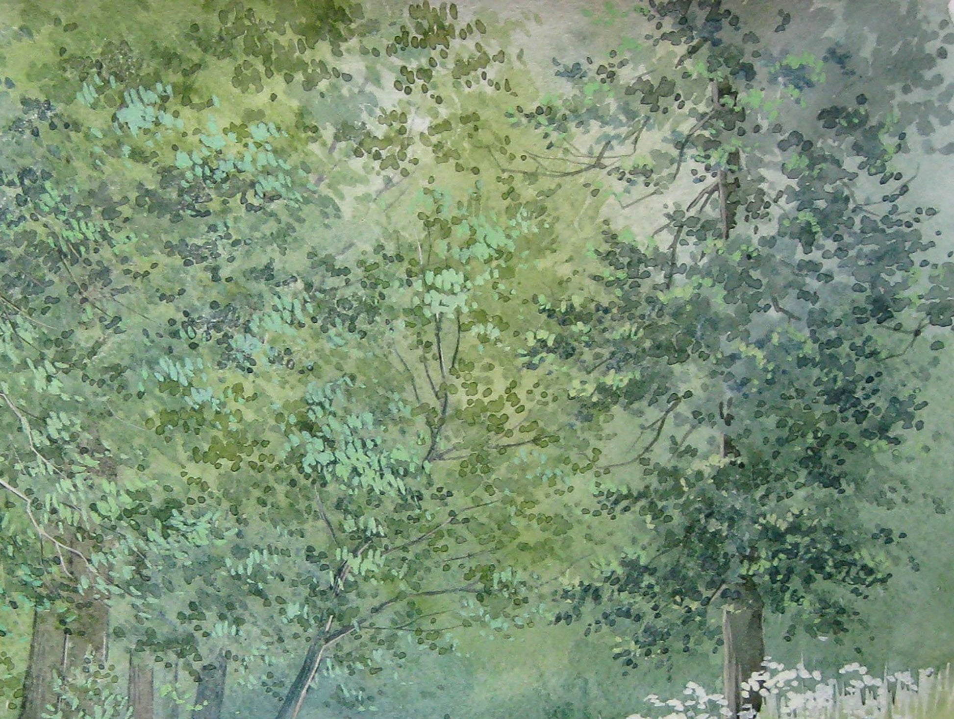 Forest Nature Landscape 