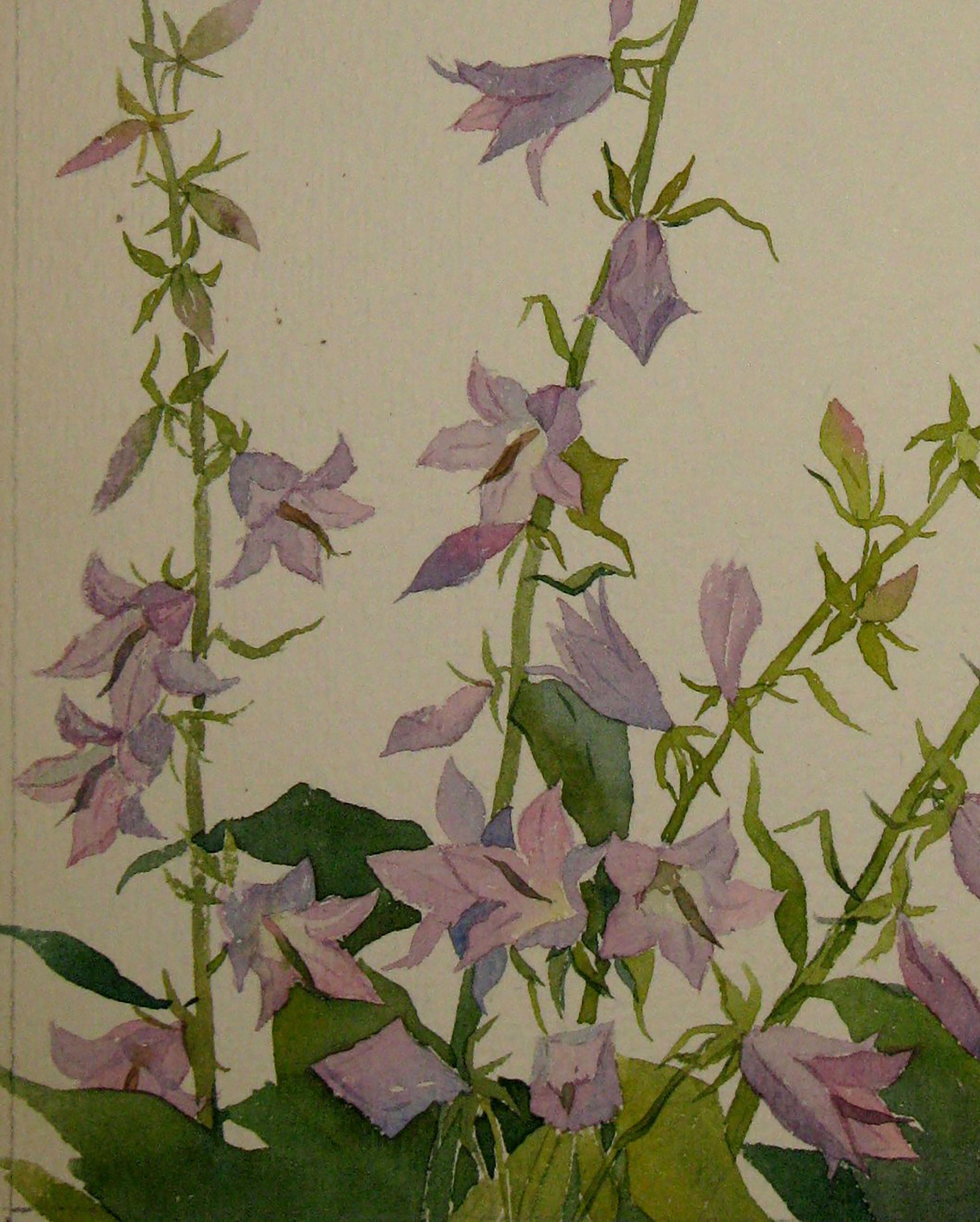 Bouquet of Flowers  