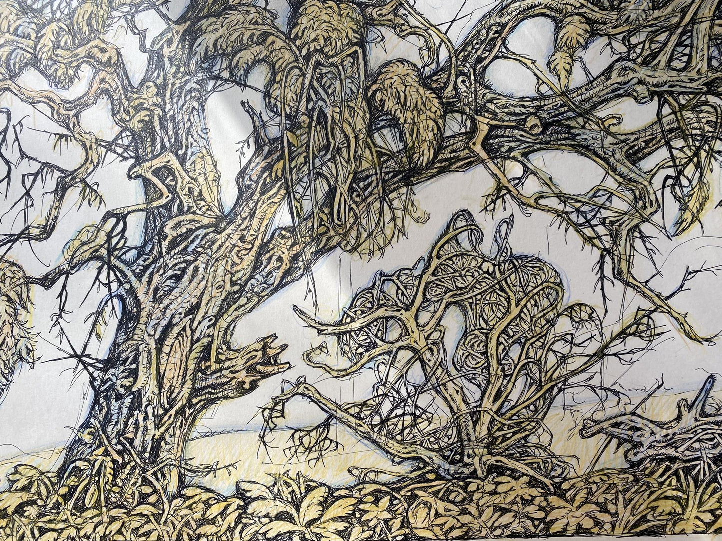 Ink, pencil painting Old elm Litvinov Oleg Arkad'yevich