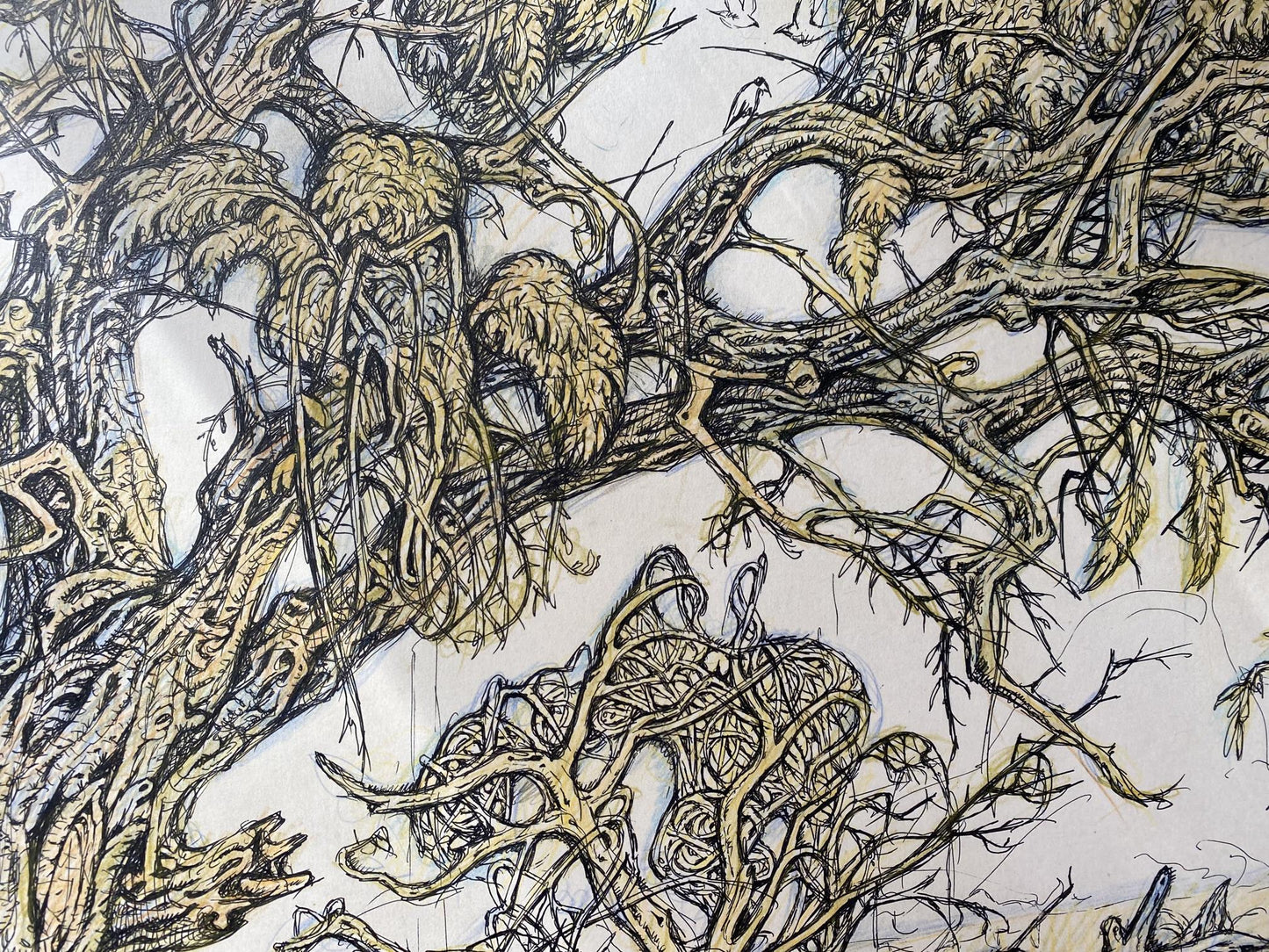 Ink, pencil painting Old elm Litvinov Oleg Arkad'yevich